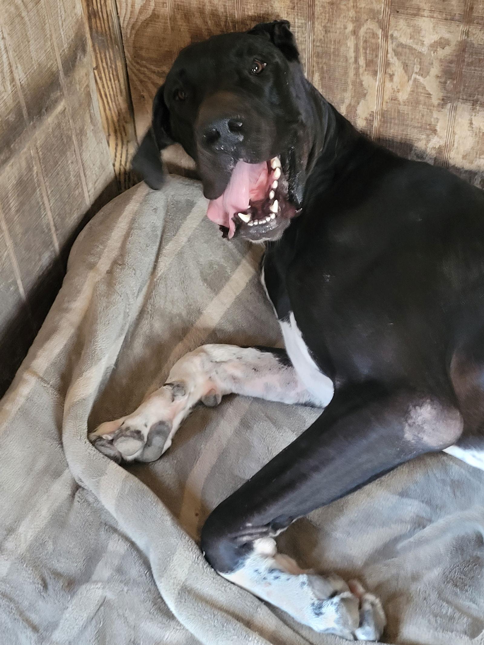 Enlarge Ben, a Adoptable Great Dane in Jupiter, FL image 2/3