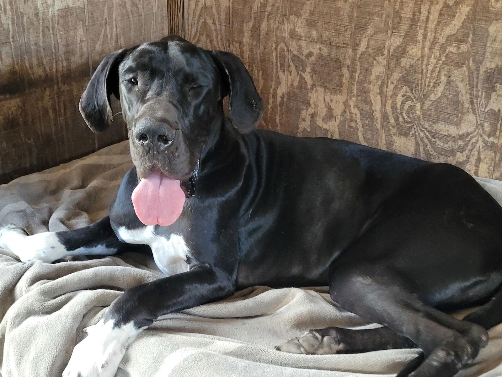 Enlarge Ben, a Adoptable Great Dane in Jupiter, FL image 3/3