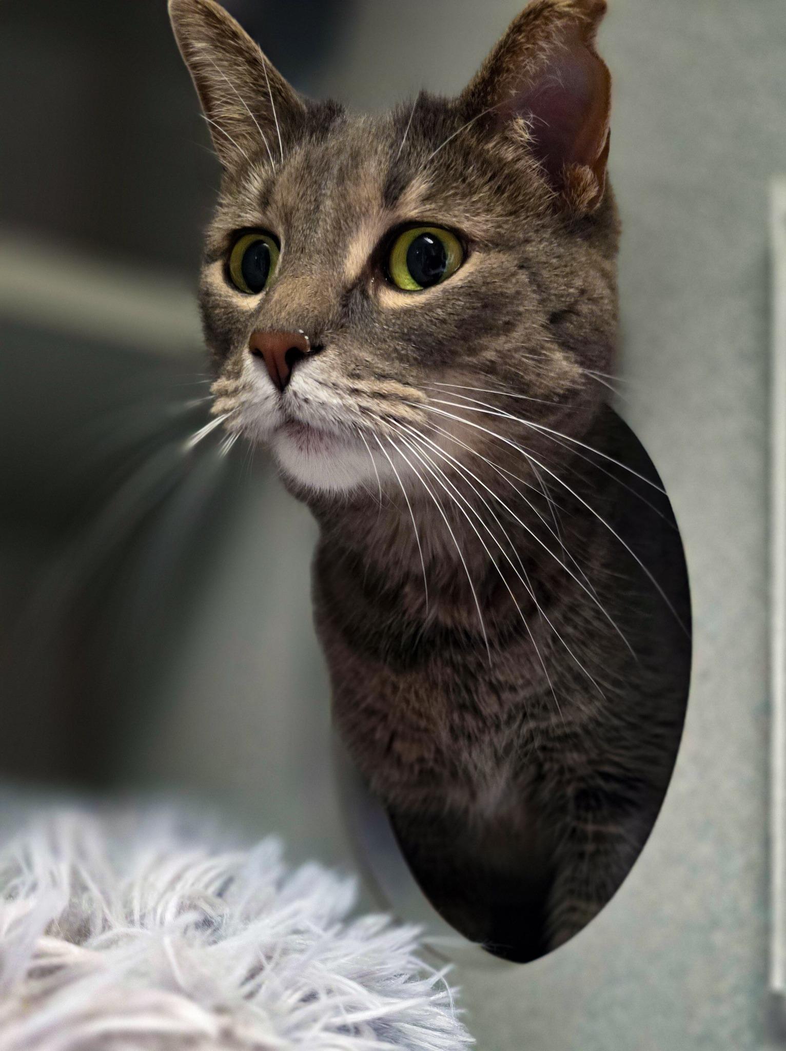 Annie, Adoptable, Adult Female Domestic Short Hair.