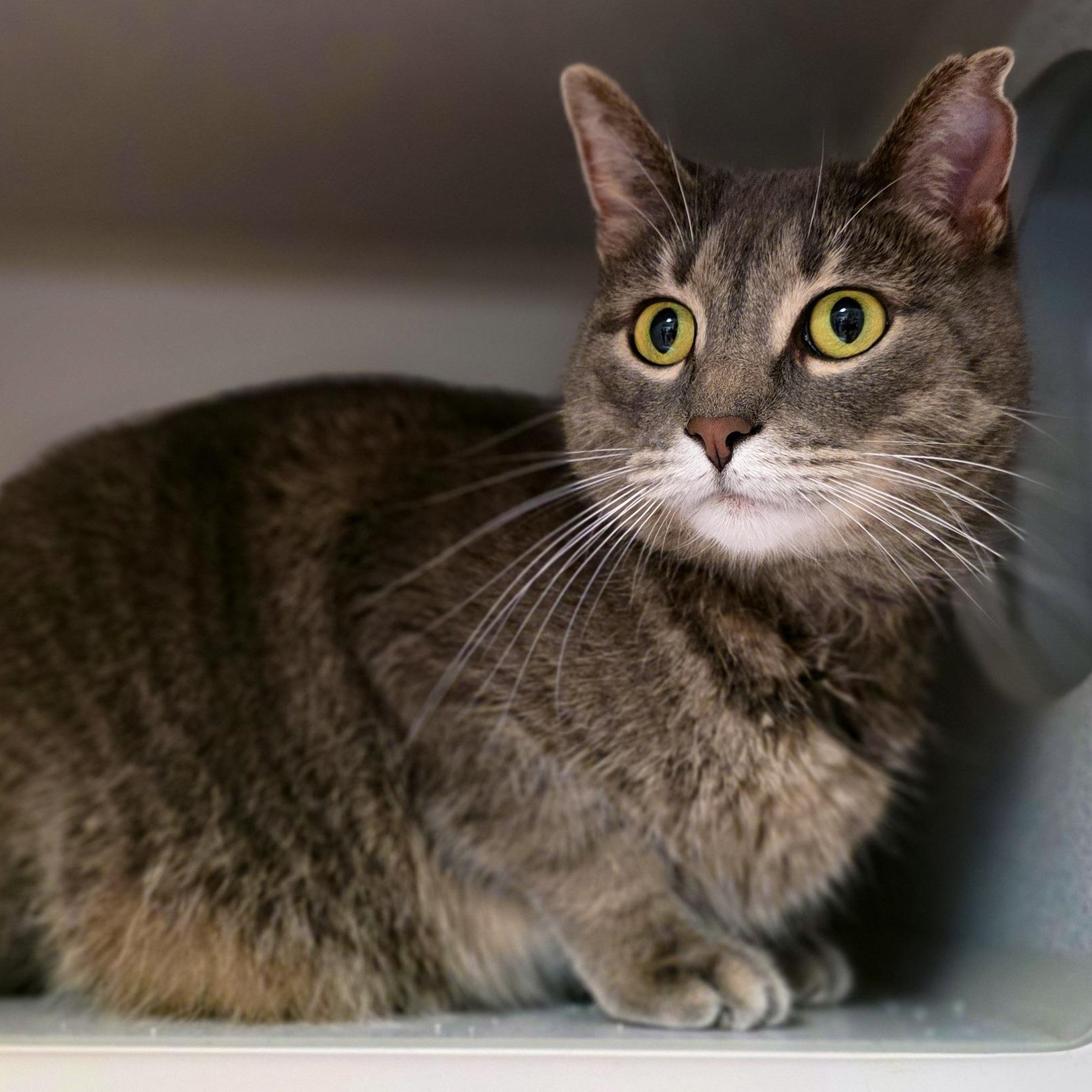 Annie, a Adoptable Domestic Short Hair in Sterling Heights, MI image 2/6