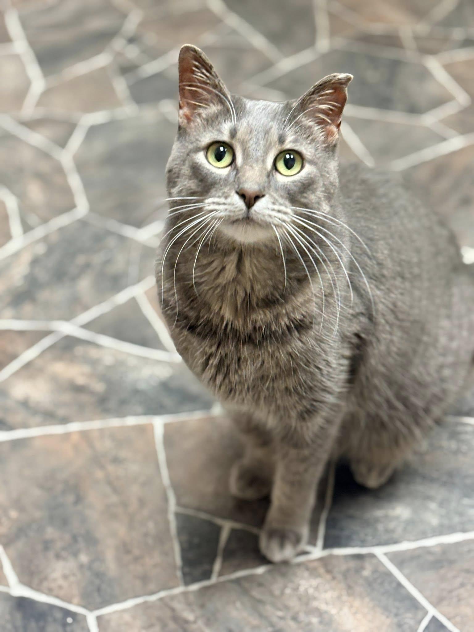 Enlarge Annie, an adopted Domestic Short Hair in Sterling Heights, MI image 2/6