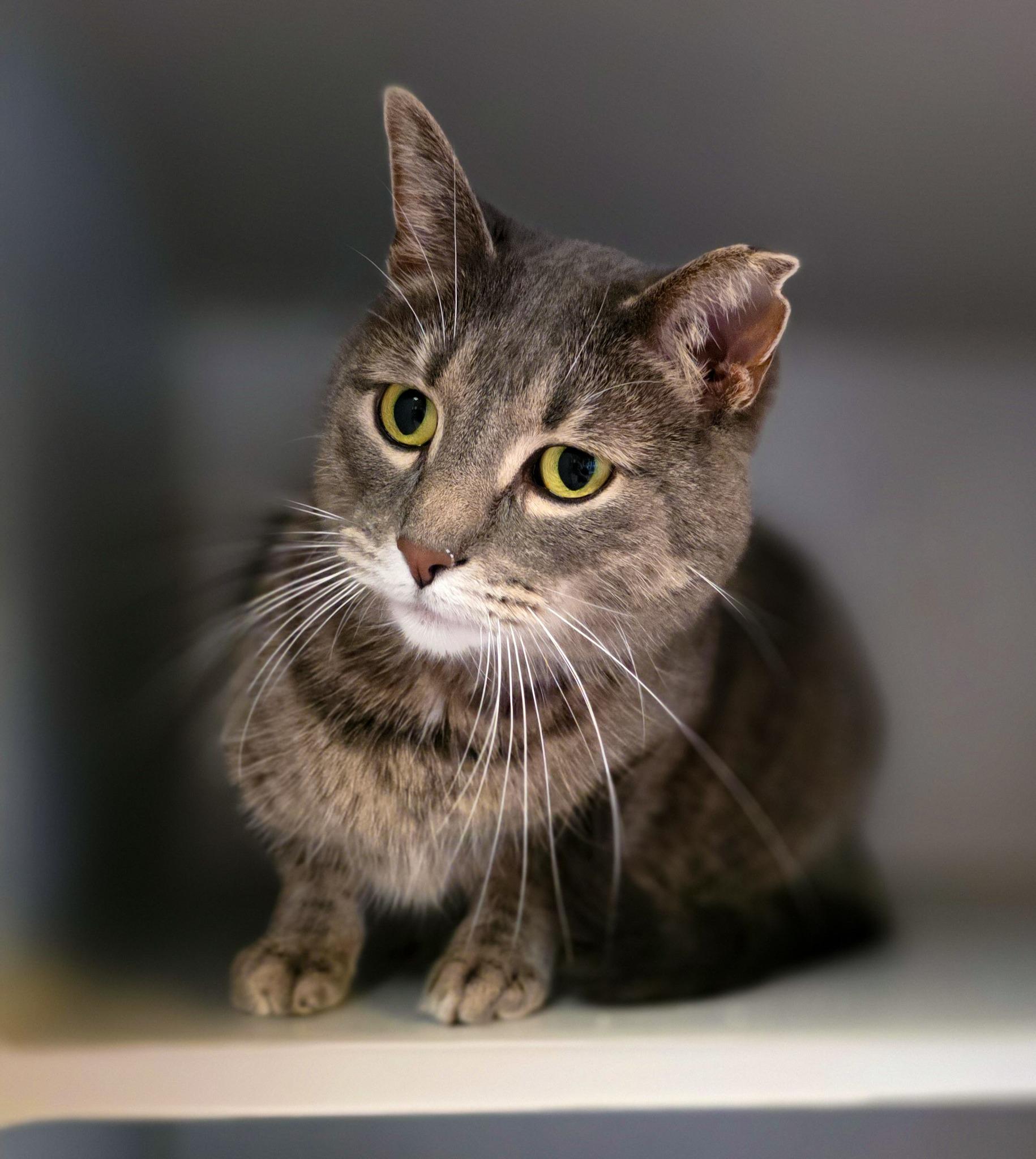 Annie, a Adoptable Domestic Short Hair in Sterling Heights, MI image 3/6