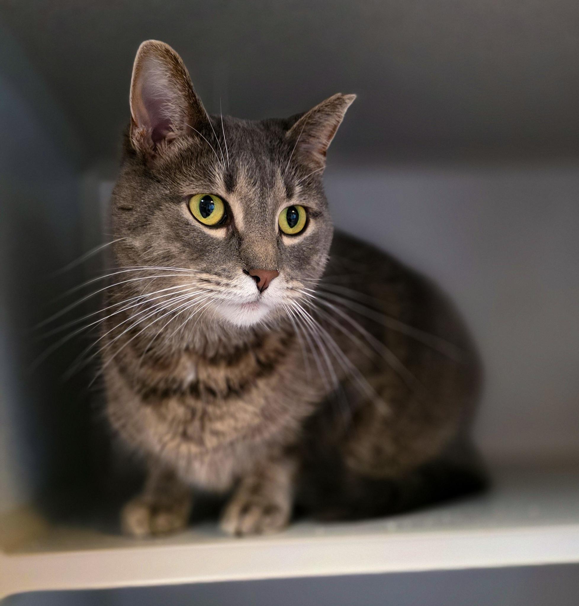 Annie, a Adoptable Domestic Short Hair in Sterling Heights, MI image 4/6