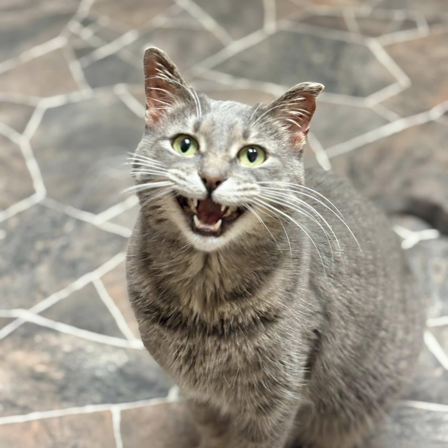 Enlarge Annie, an adopted Domestic Short Hair in Sterling Heights, MI image 1/6