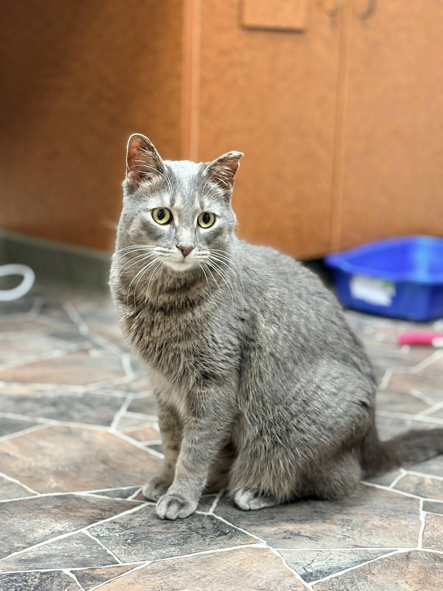 Enlarge Annie, an adopted Domestic Short Hair in Sterling Heights, MI image 4/6