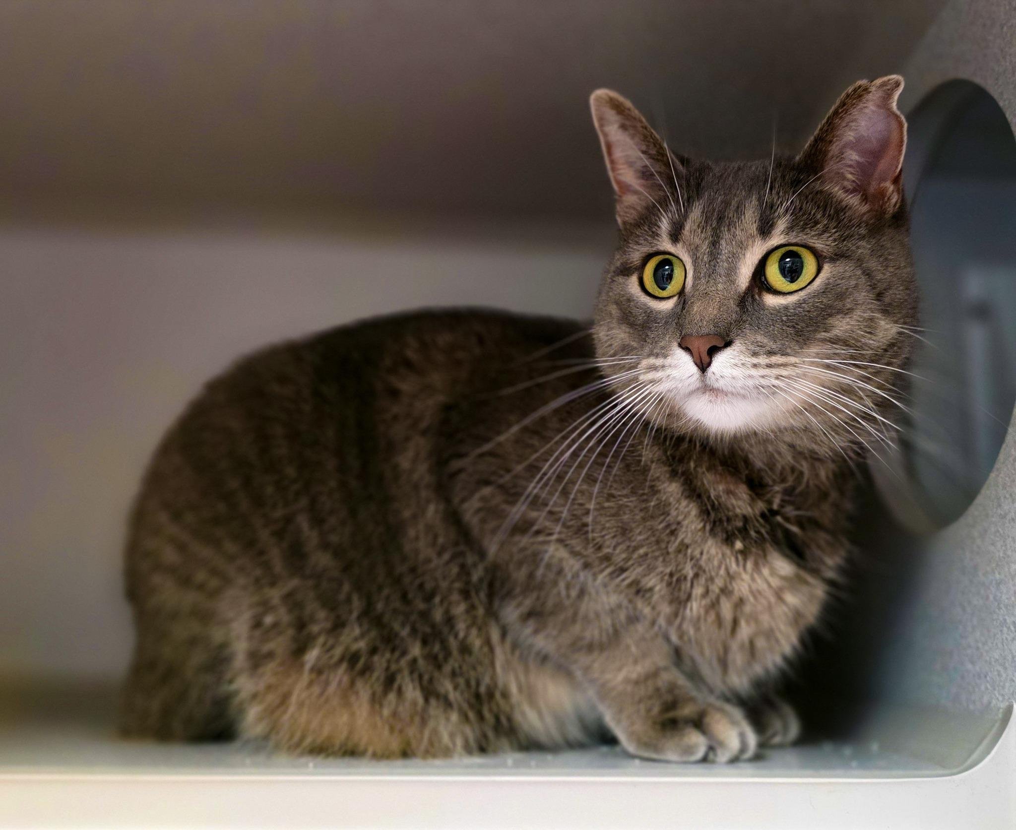 Annie, a Adoptable Domestic Short Hair in Sterling Heights, MI image 6/6