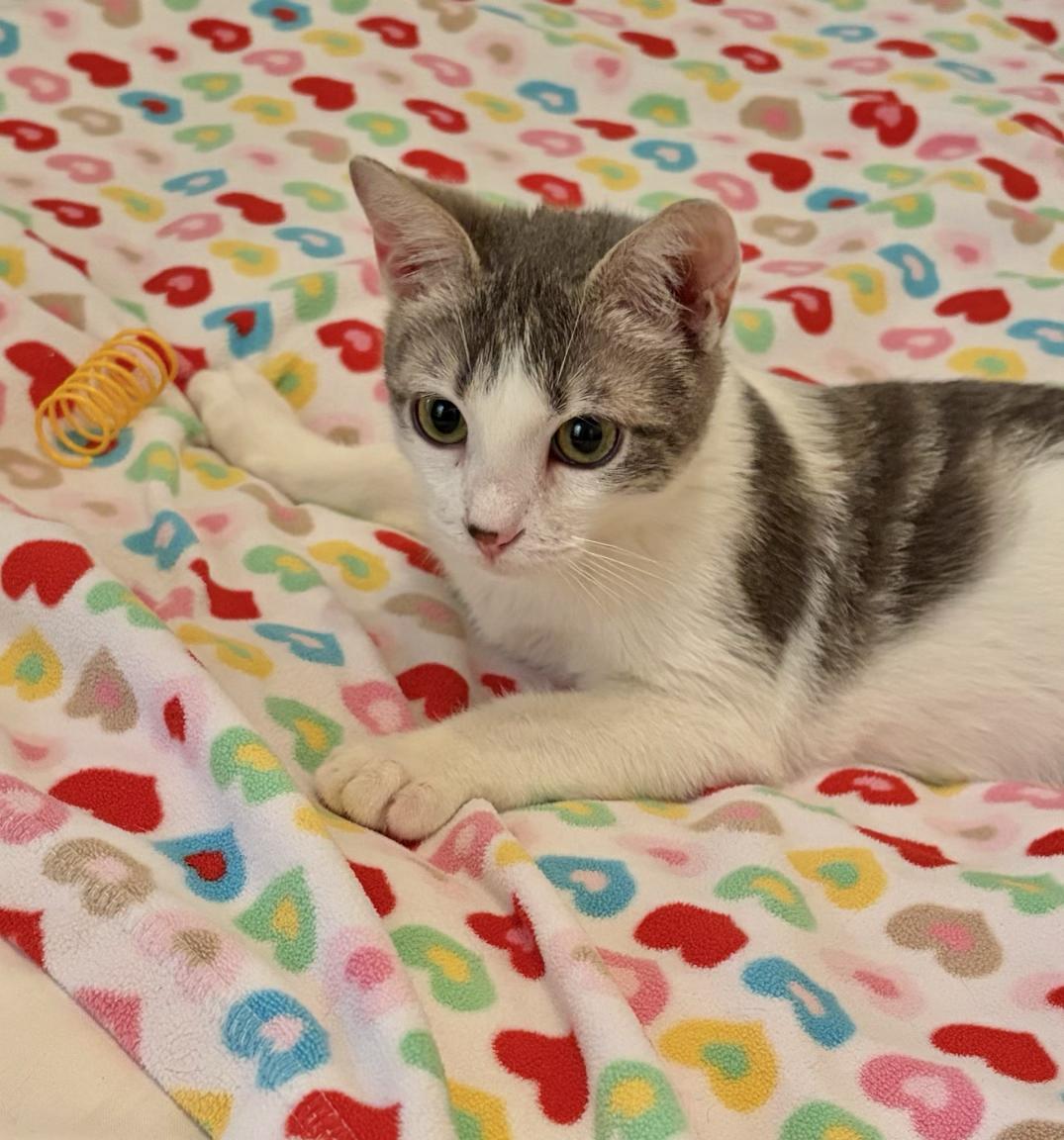 Bernard, ADOPTABLE, Kitten Male Domestic Short Hair.