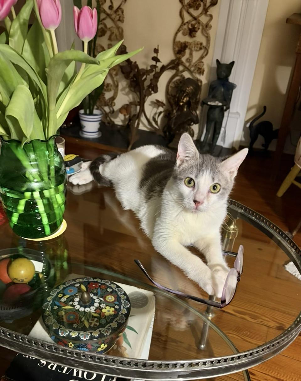 Enlarge Bernard, a ADOPTABLE Domestic Short Hair in Denver, CO image 3/6