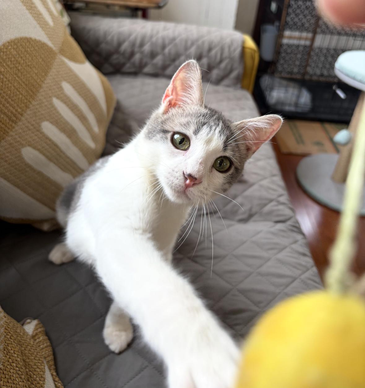 Enlarge Bernard, a ADOPTABLE Domestic Short Hair in Denver, CO image 4/6