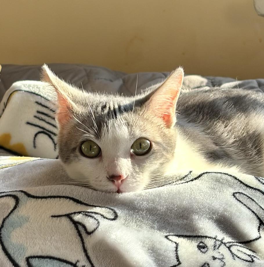 Bernard, ADOPTABLE, Young Male Domestic Short Hair.