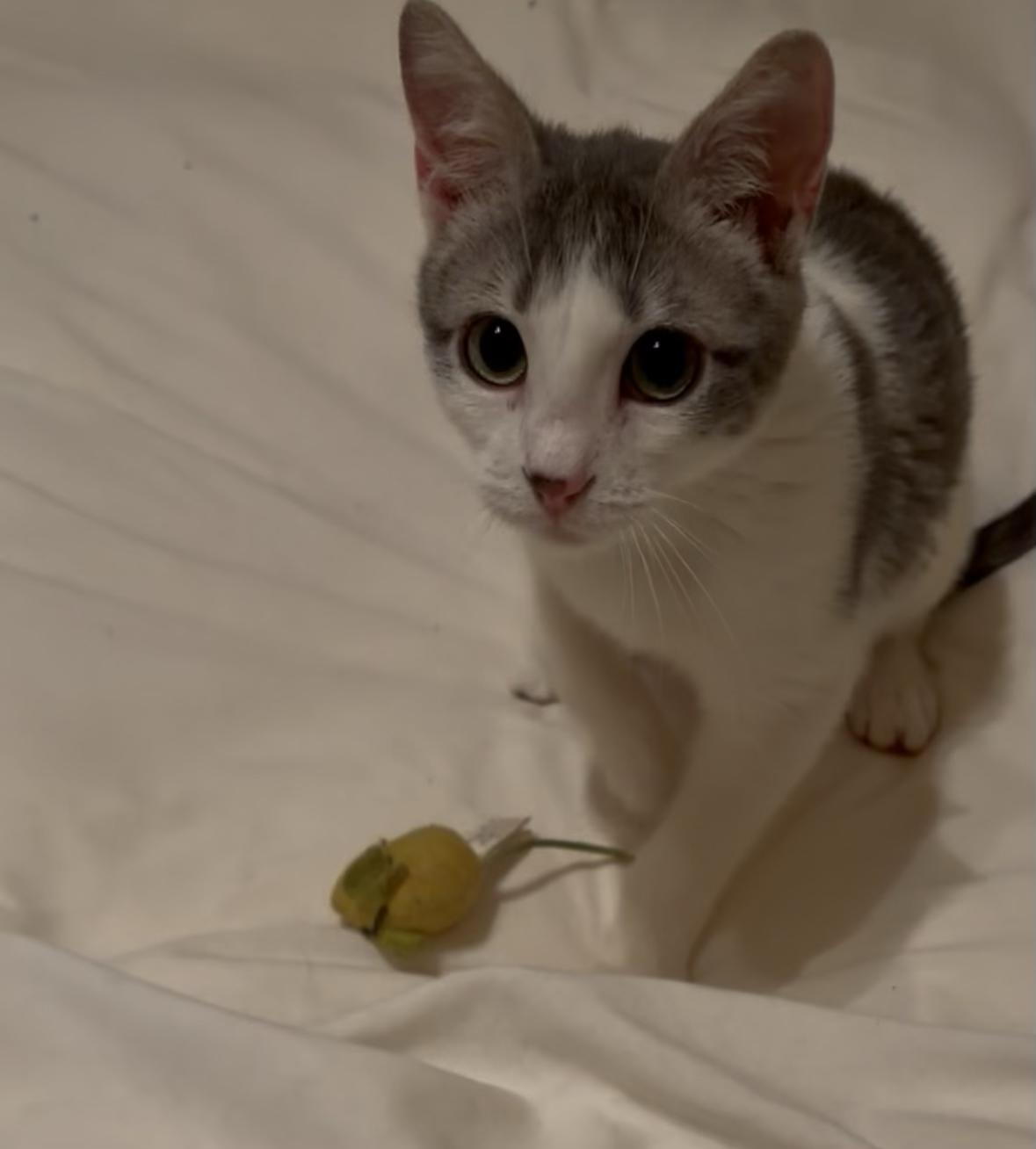 Enlarge Bernard, a ADOPTABLE Domestic Short Hair in Denver, CO image 6/6