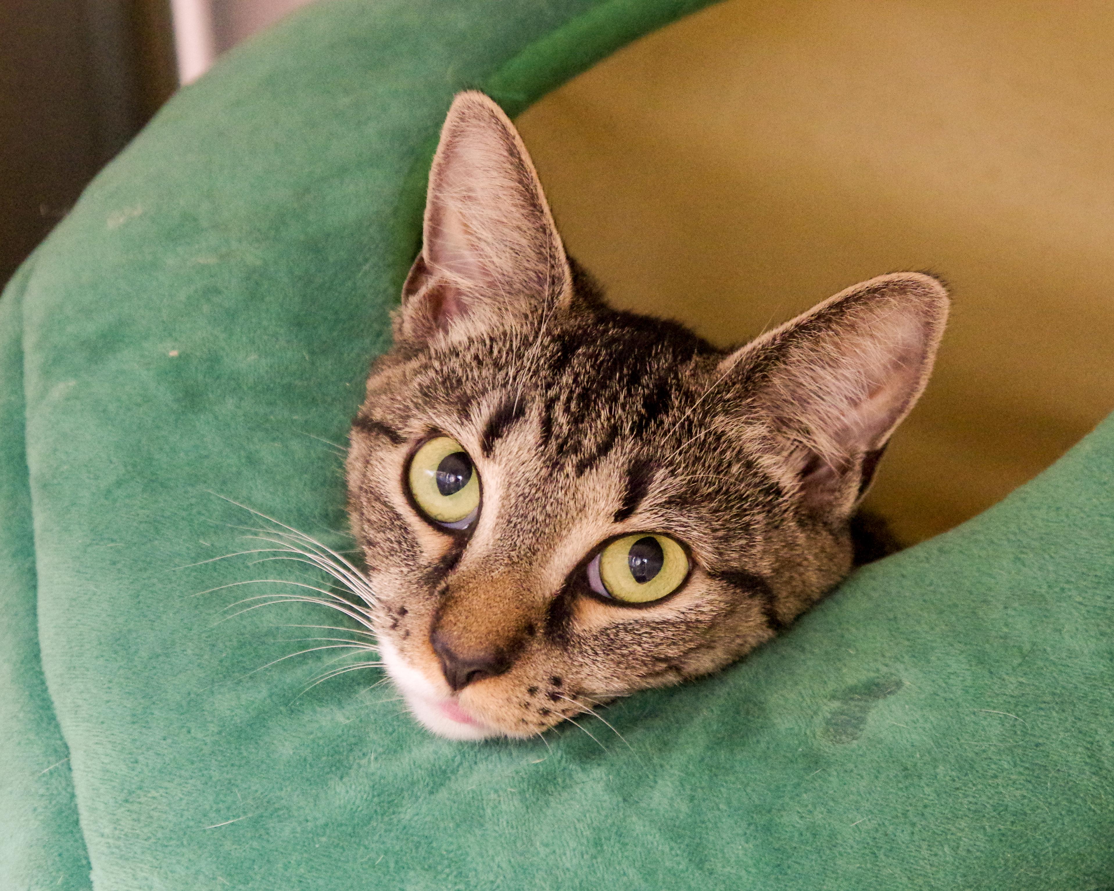 Mama Yin, a ADOPTABLE American Shorthair in Scituate, MA image 5/6