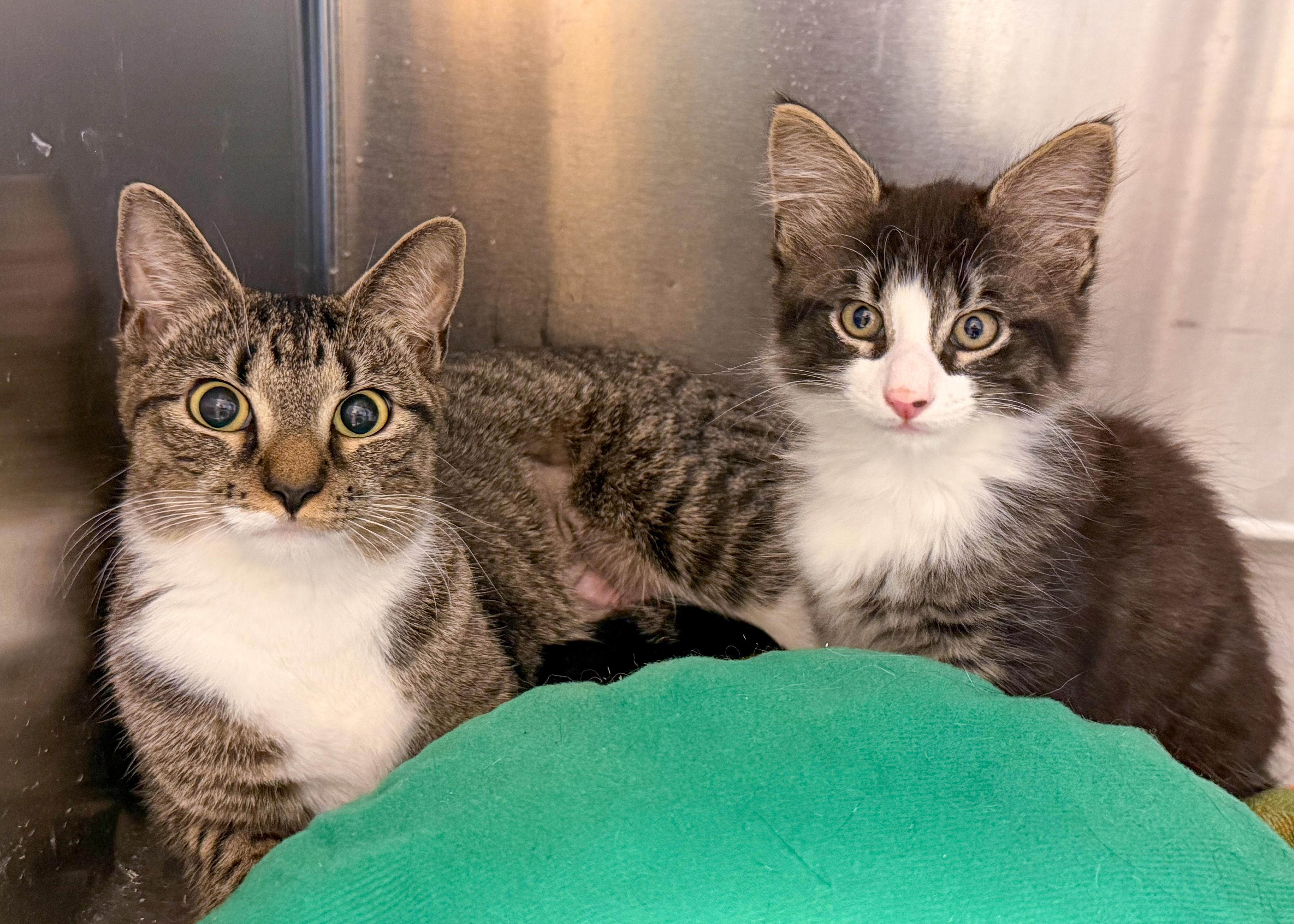 Mama Yin, a ADOPTABLE American Shorthair in Scituate, MA image 4/6