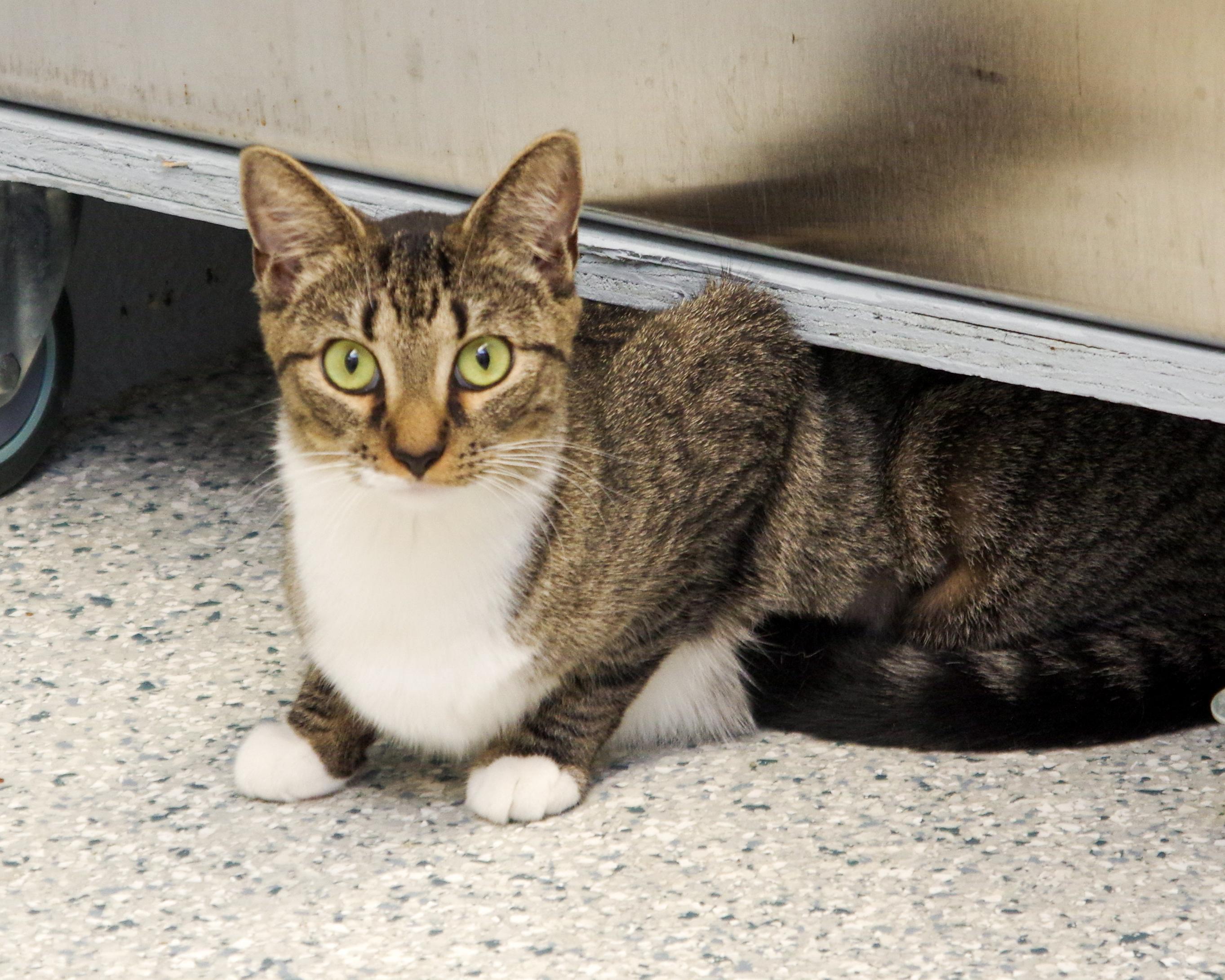 Mama Yin, a ADOPTABLE American Shorthair in Scituate, MA image 1/6