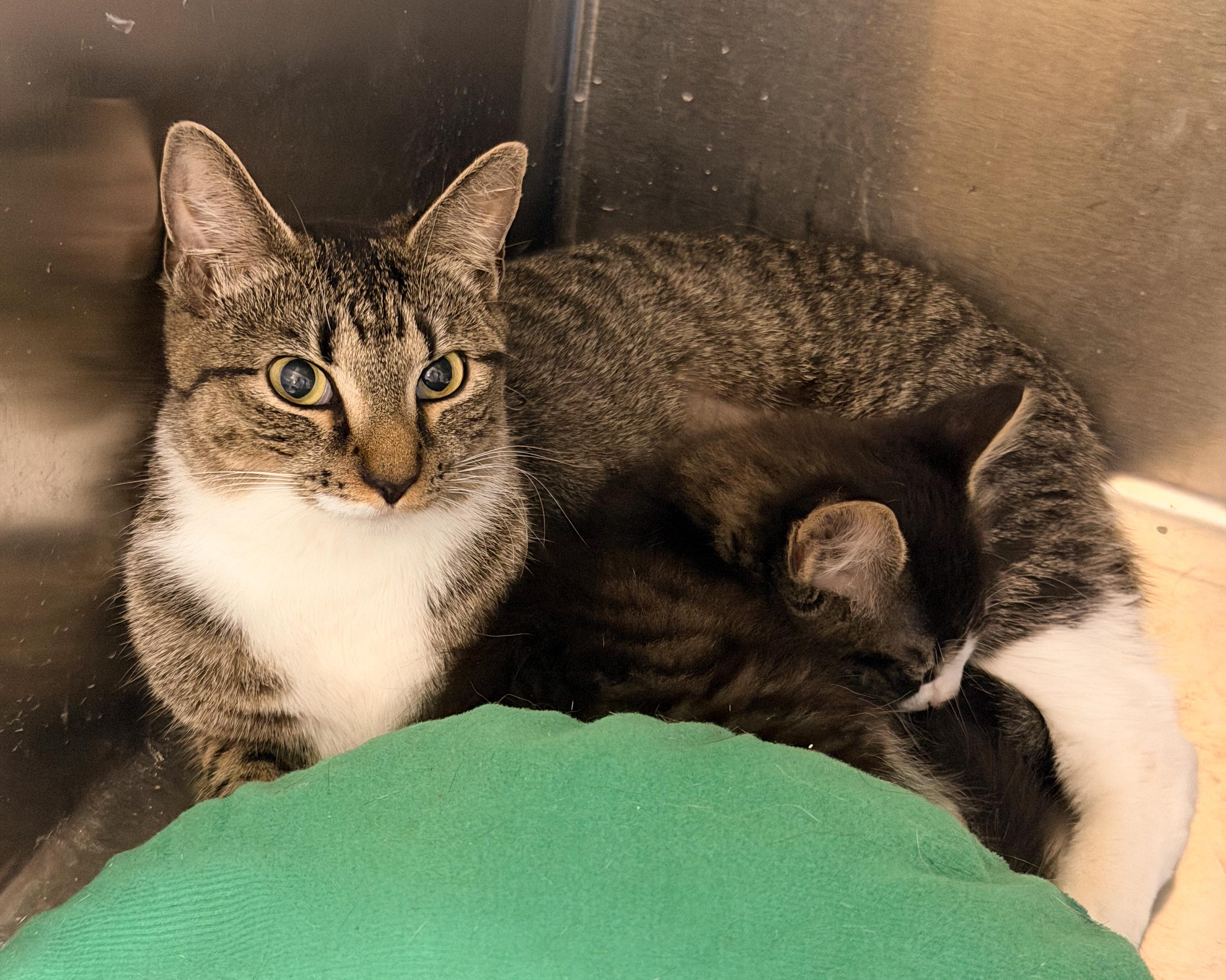 Mama Yin, a ADOPTABLE American Shorthair in Scituate, MA image 3/6