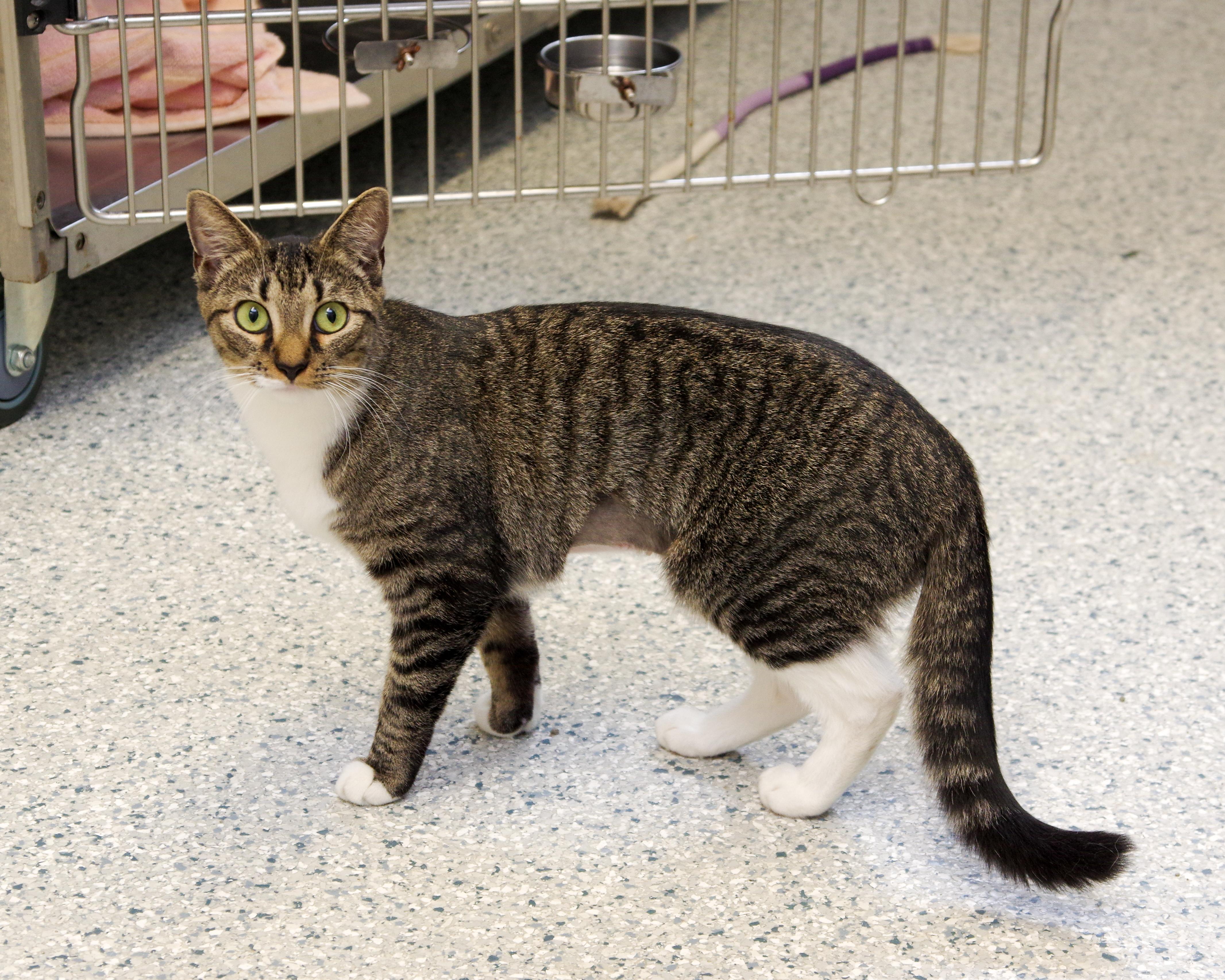 Mama Yin, a ADOPTABLE American Shorthair in Scituate, MA image 6/6