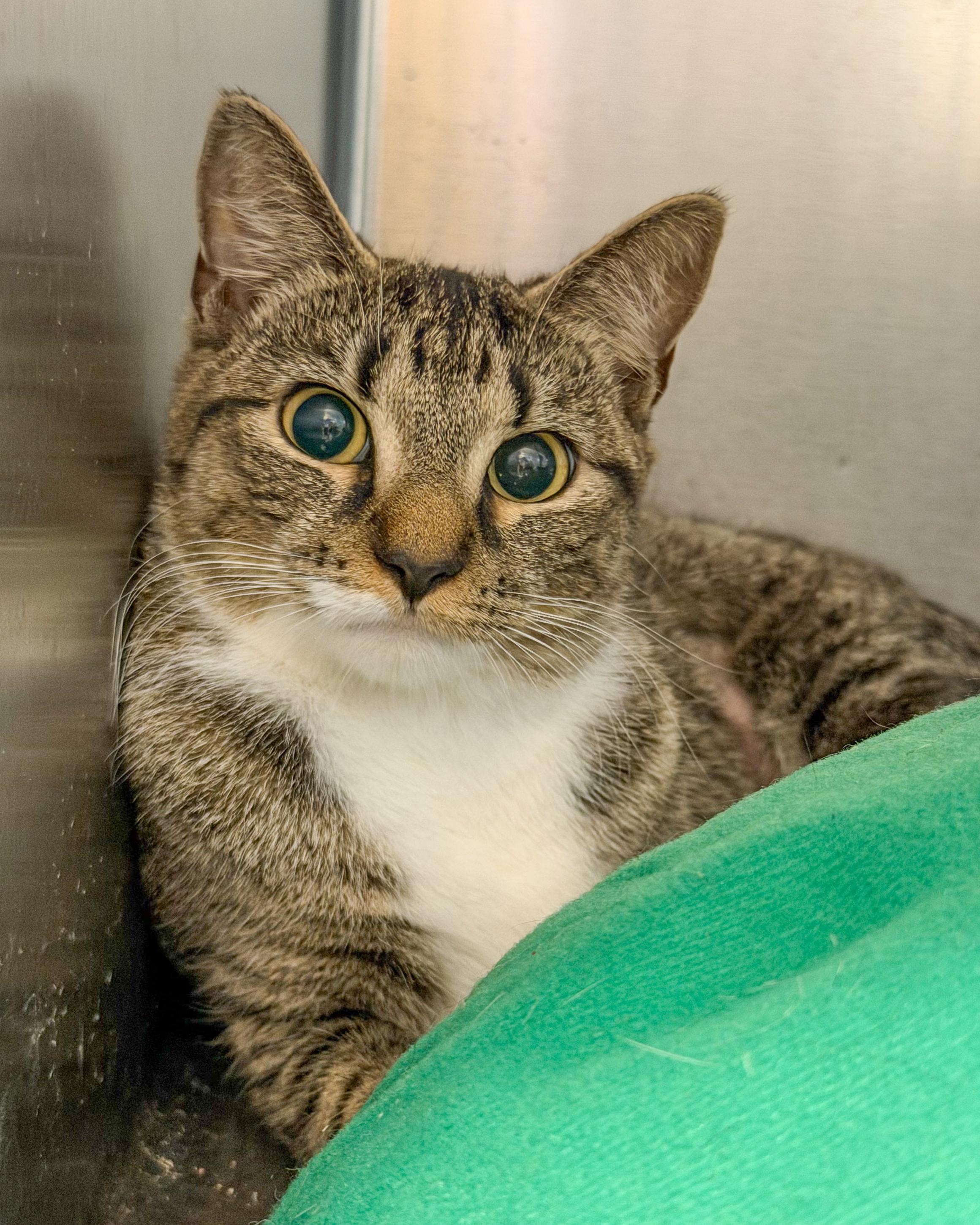 Mama Yin, a ADOPTABLE American Shorthair in Scituate, MA image 2/6