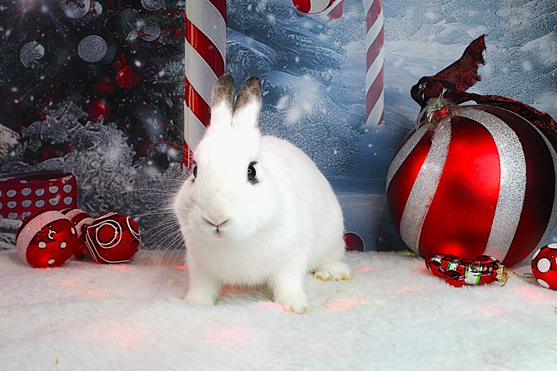 Tiki, a Adoptable Hotot in Hillside, NJ image 1/3