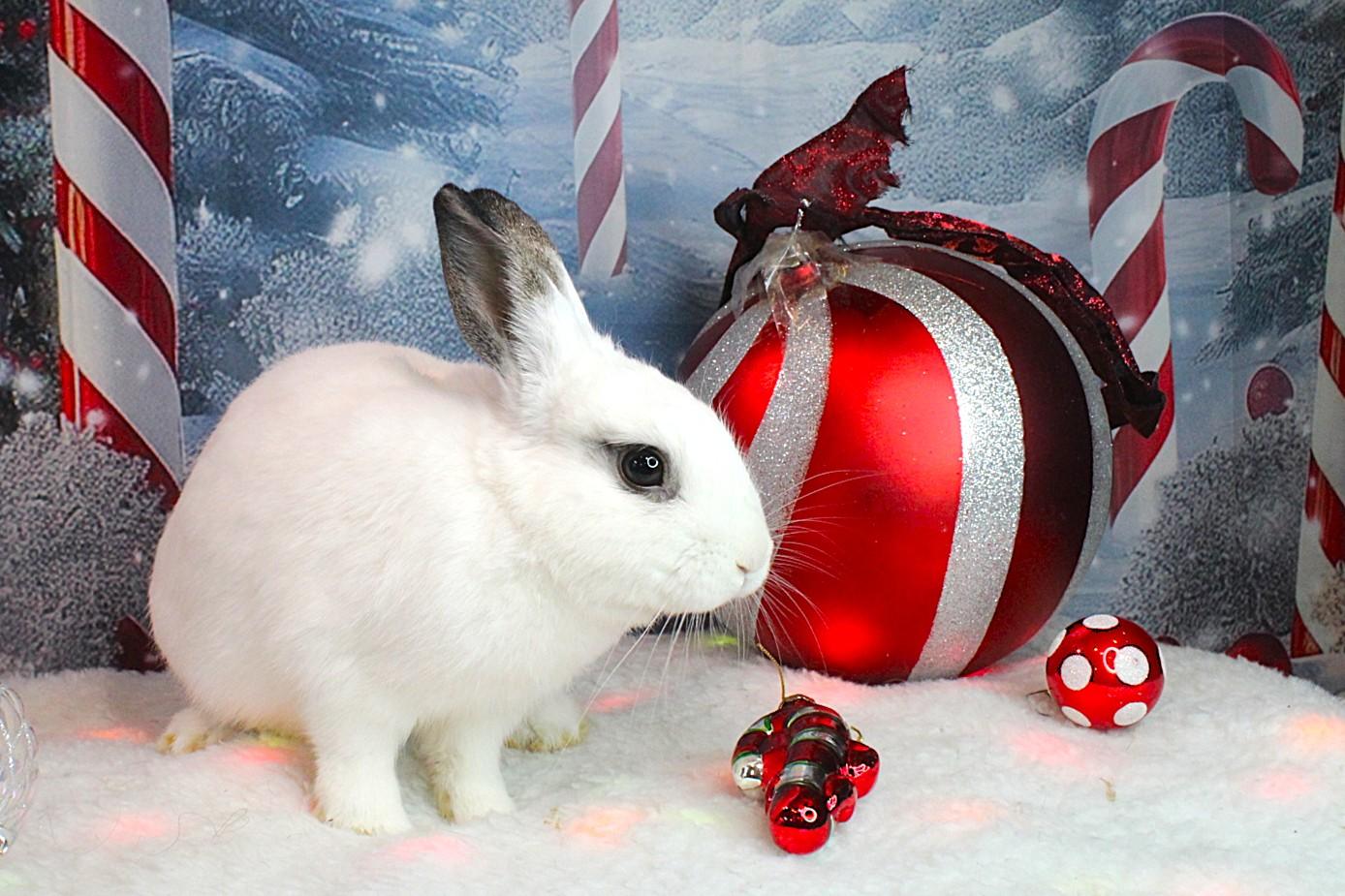 Tiki, a Adoptable Hotot in Hillside, NJ image 2/3