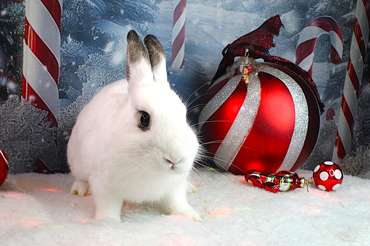 Tiki, a Adoptable Hotot in Hillside, NJ image 3/3