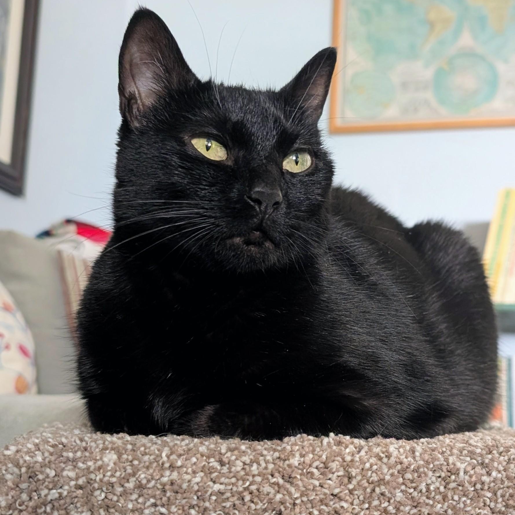 Enlarge Zuzu, a Adoptable mixed breed in Hyattsville, MD image 4/6