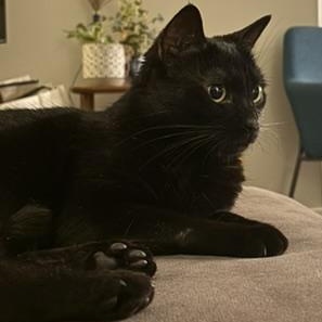 Enlarge Zuzu, a Adoptable mixed breed in Hyattsville, MD image 3/6