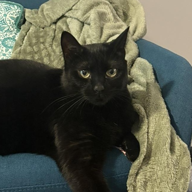 Zuzu, Adoptable, Adult Female Bombay & Domestic Short Hair.