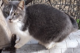 Enlarge kinsi, a Adoptable Domestic Medium Hair in Haslet, TX image 1/2