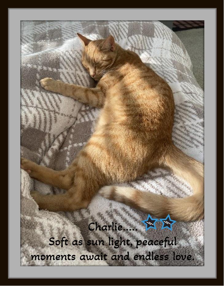 Charlie’s soulful green eyes are waiting for you!