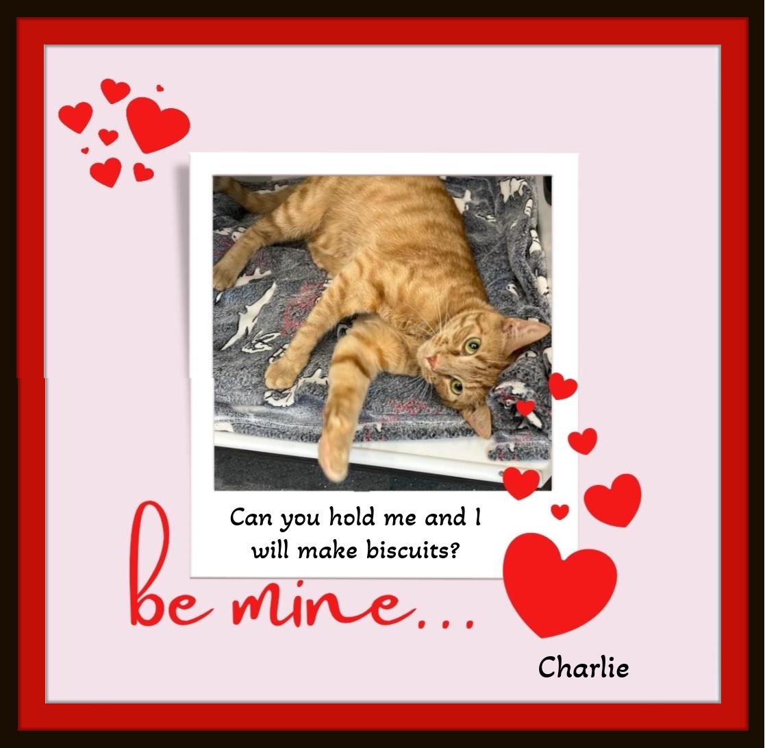 Charlie’s soulful green eyes are waiting for you!, an adopted Domestic Short Hair in Winston Salem, NC image 4/5