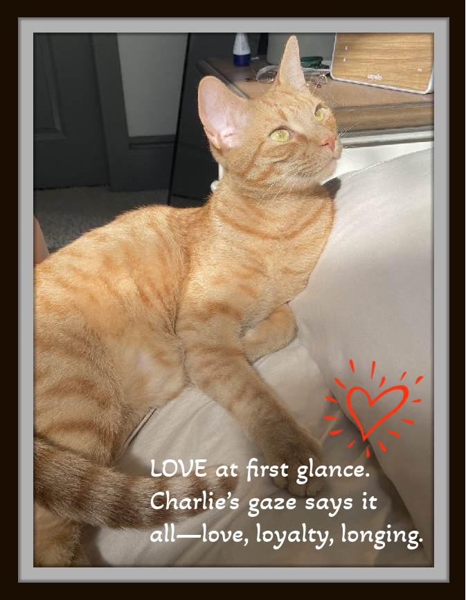 Charlie’s soulful green eyes are waiting for you!, an adopted Domestic Short Hair in Winston Salem, NC image 3/5