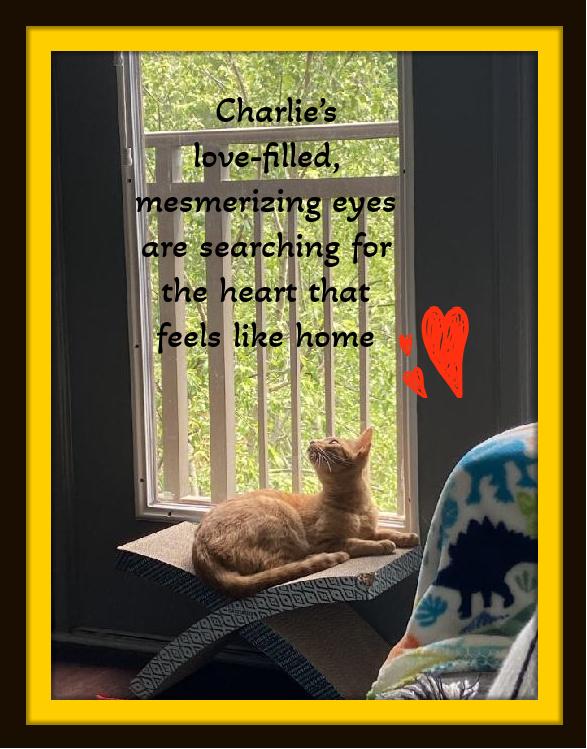 Charlie’s soulful green eyes are waiting for you!, an adopted Domestic Short Hair in Winston Salem, NC image 5/5