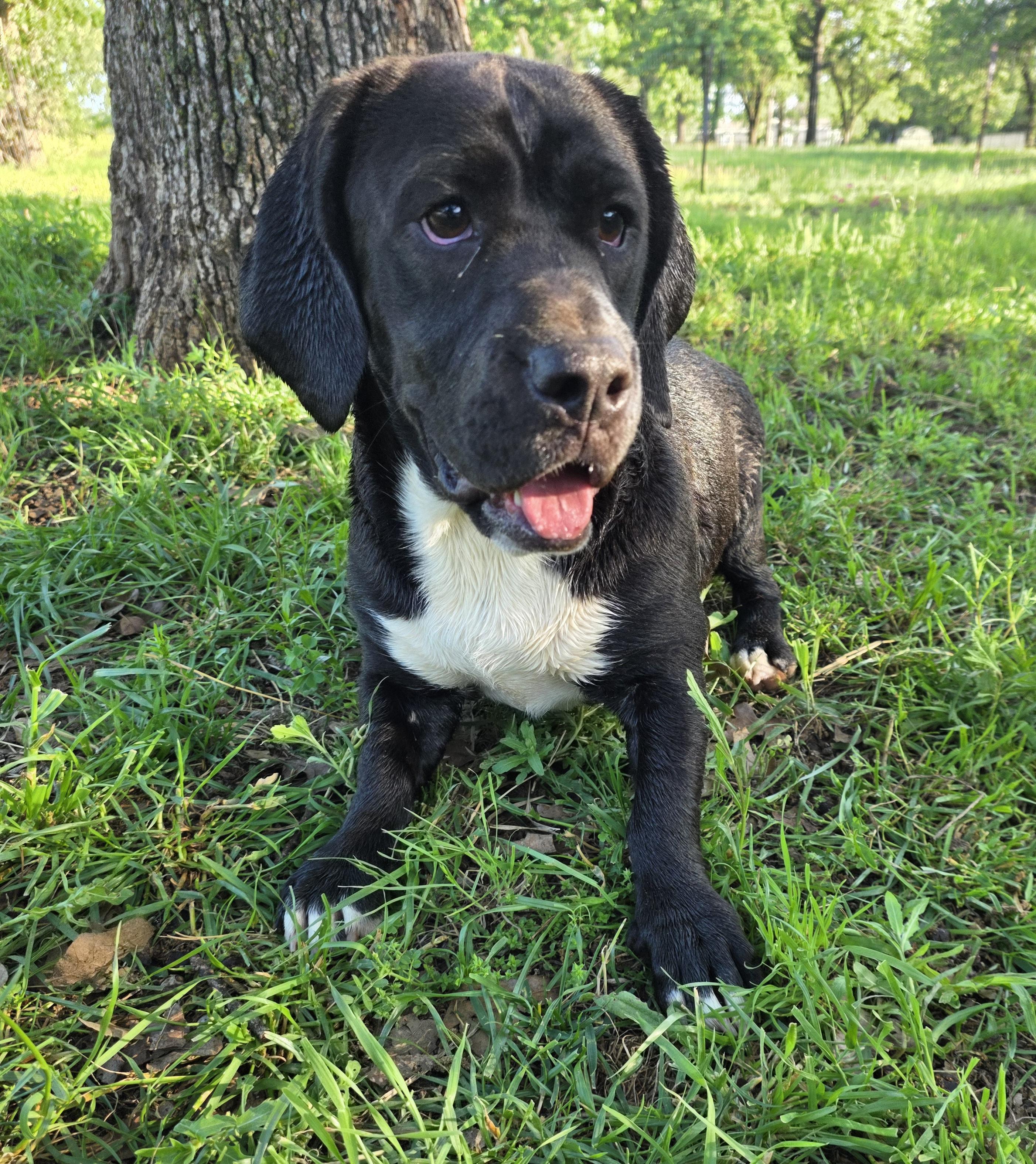 Enlarge Duckie, a ADOPTABLE mixed breed in Springtown, TX image 1/6