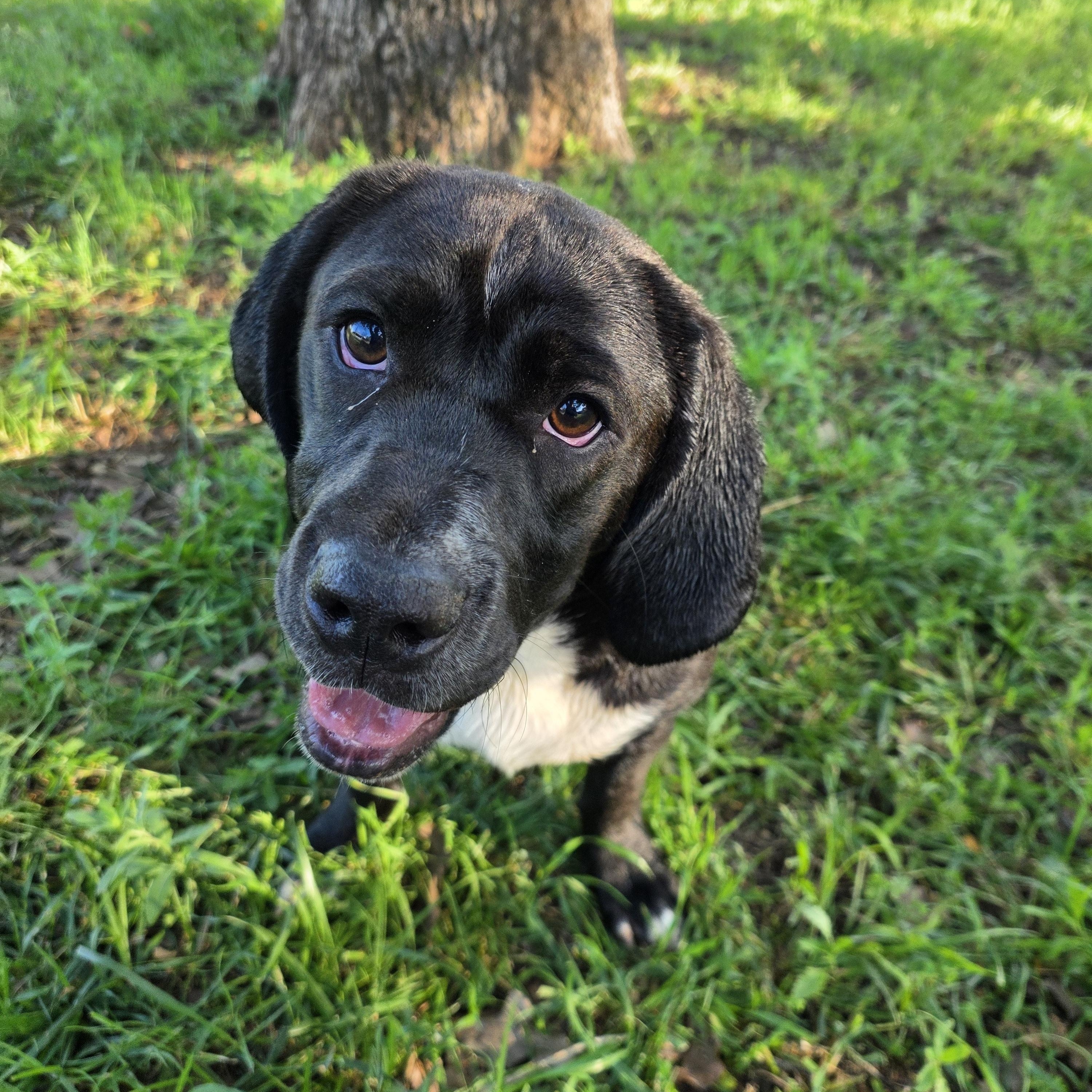 Enlarge Duckie, a ADOPTABLE mixed breed in Springtown, TX image 2/6