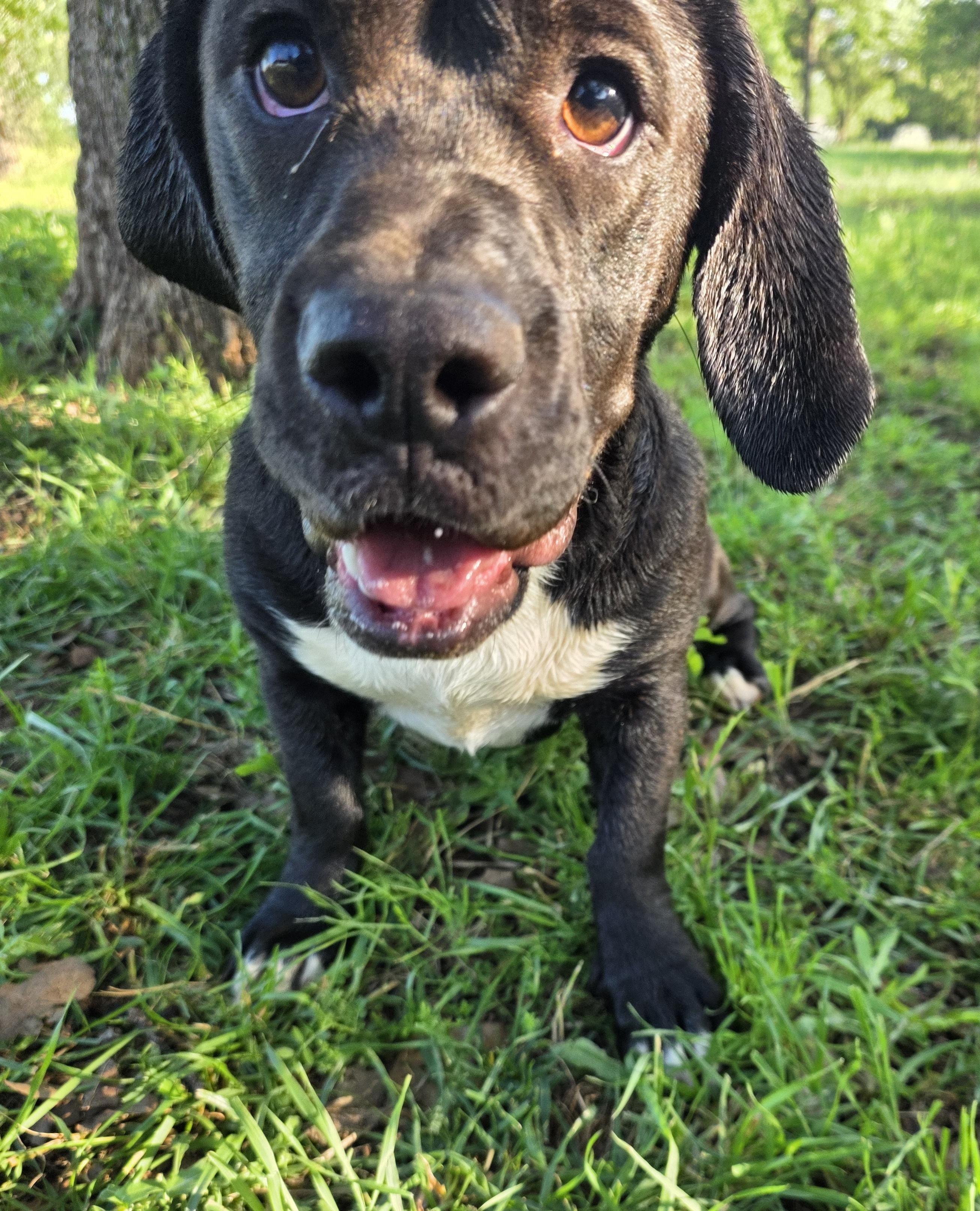 Enlarge Duckie, a ADOPTABLE mixed breed in Springtown, TX image 5/6