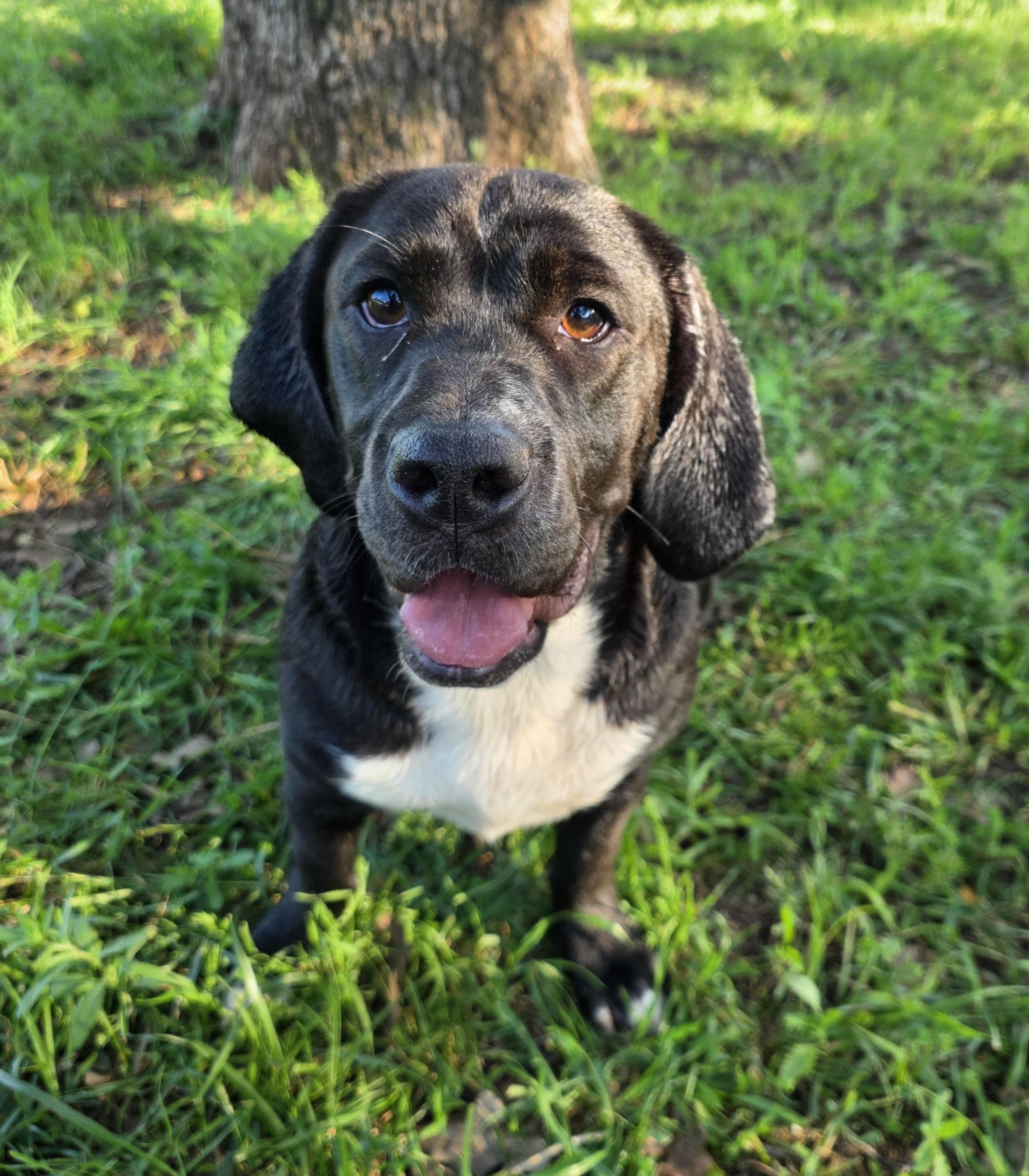 Enlarge Duckie, a ADOPTABLE mixed breed in Springtown, TX image 6/6