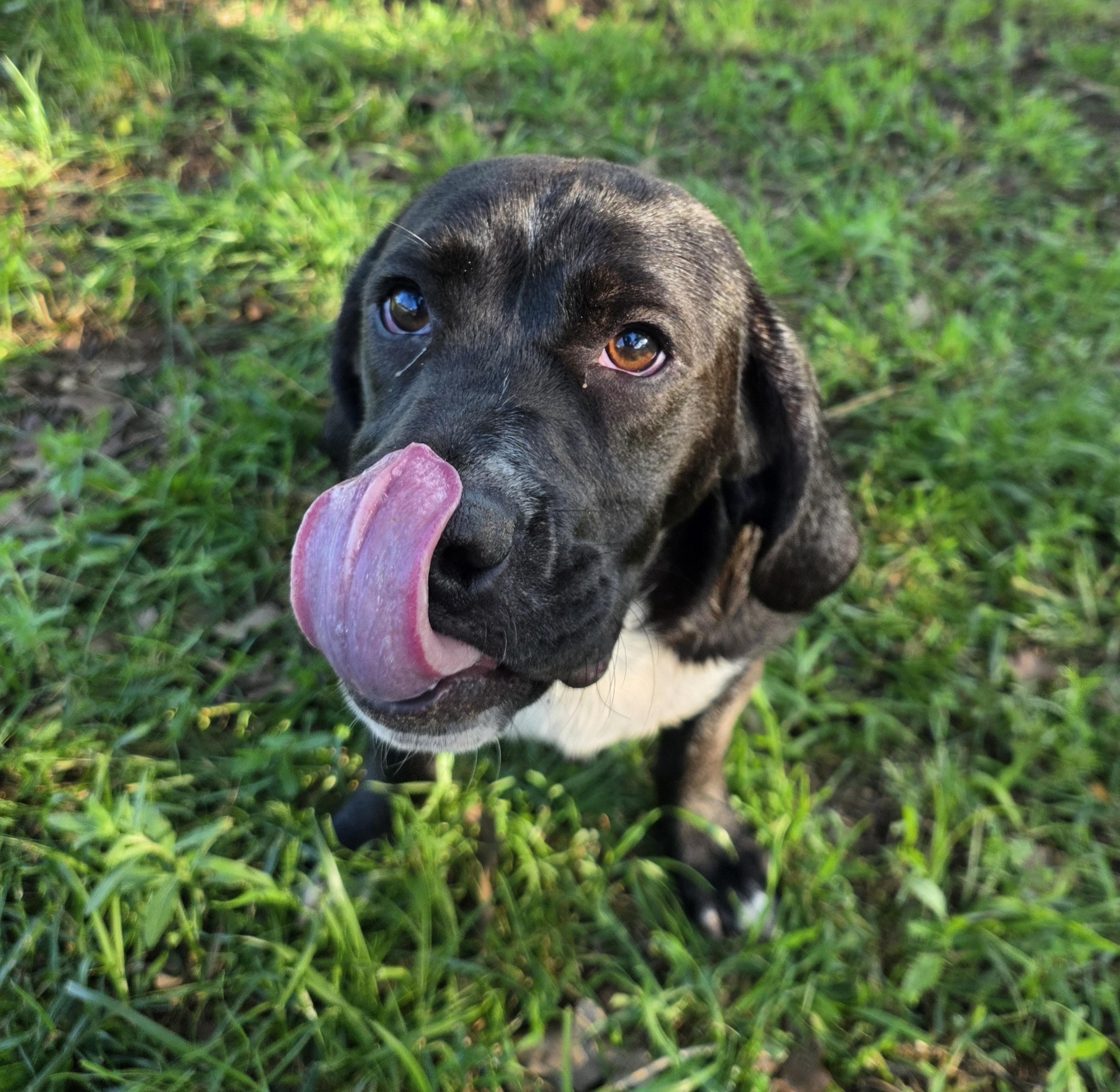 Enlarge Duckie, a ADOPTABLE mixed breed in Springtown, TX image 3/6