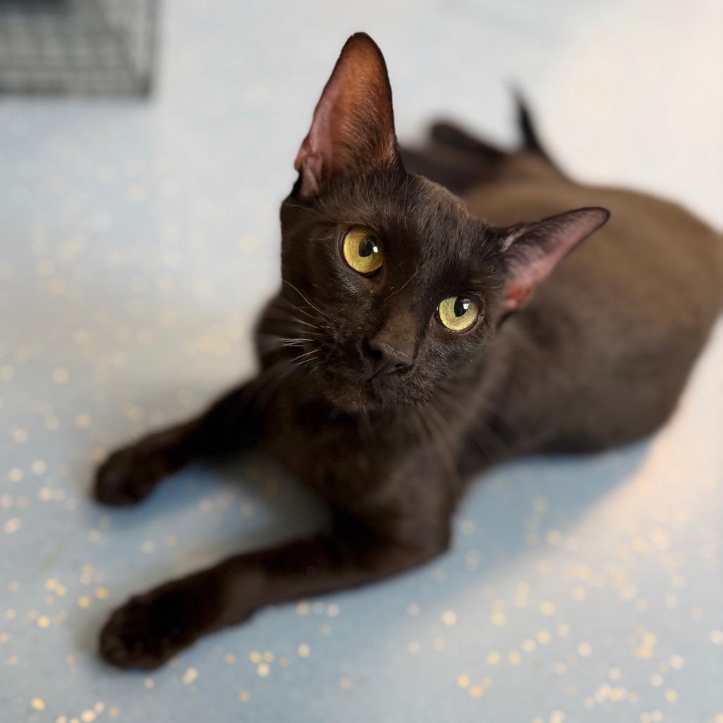 Opal, Adoptable, Adult Female Domestic Short Hair.