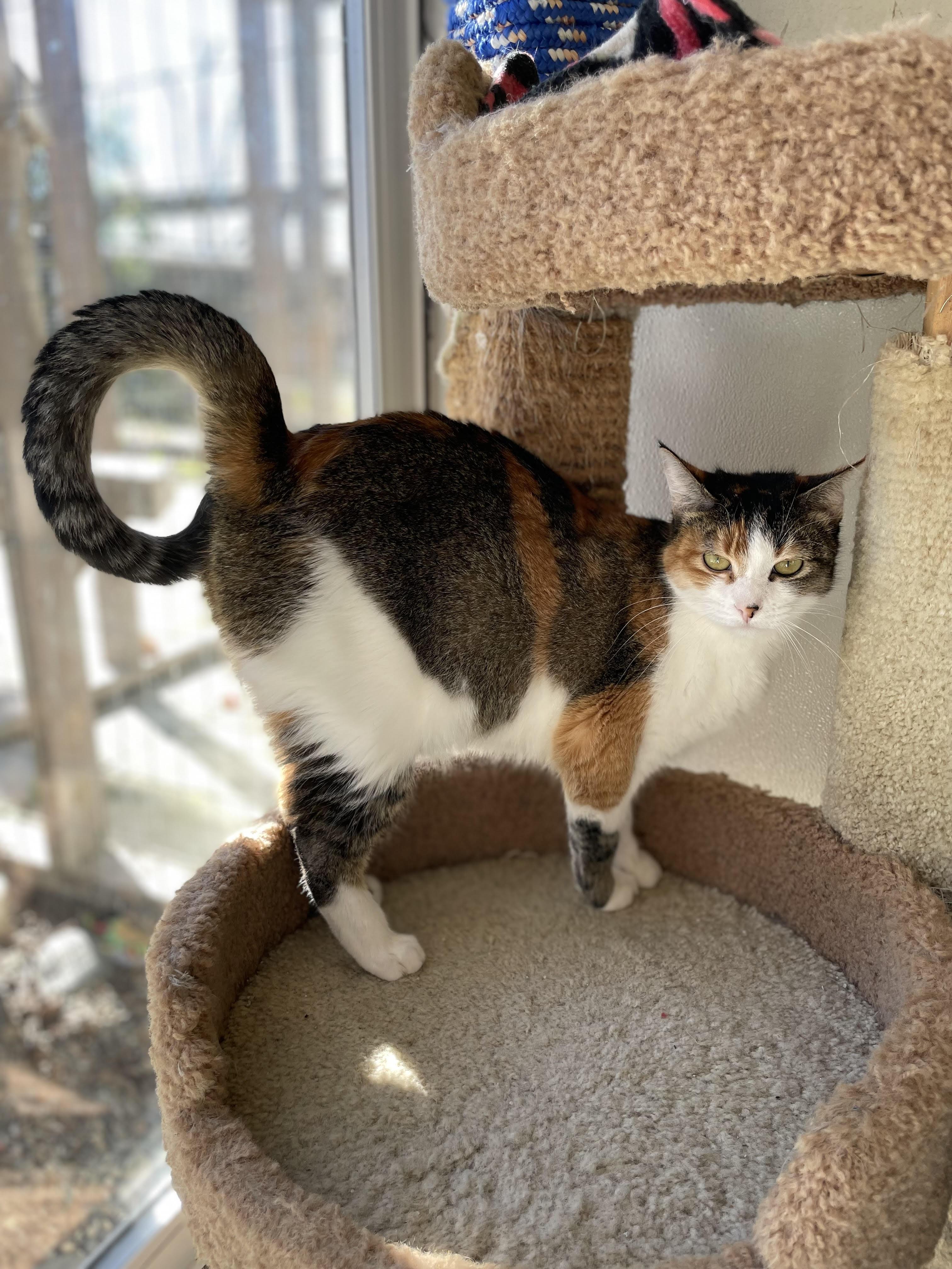 Enlarge Chloe, a Adoptable Domestic Short Hair in Hollister, CA image 1/3