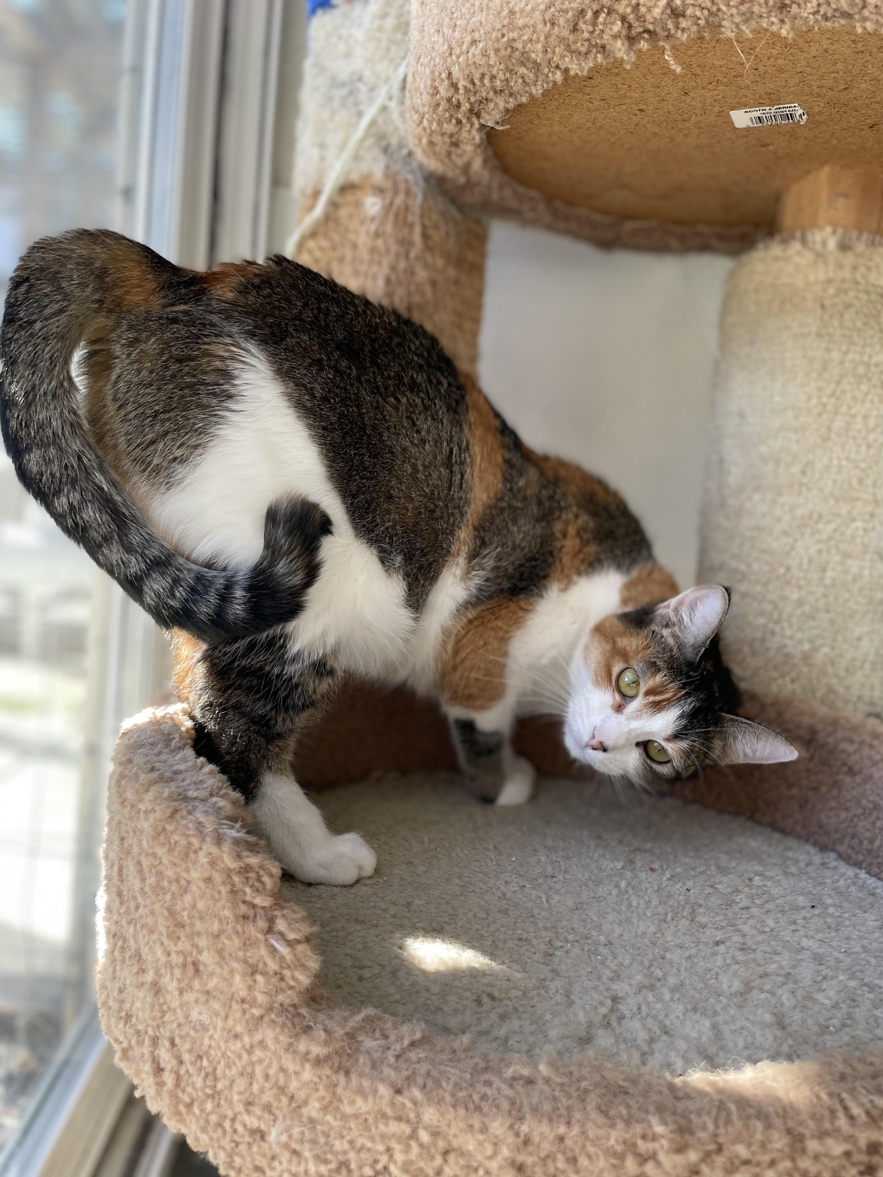 Enlarge Chloe, a Adoptable Domestic Short Hair in Hollister, CA image 2/3