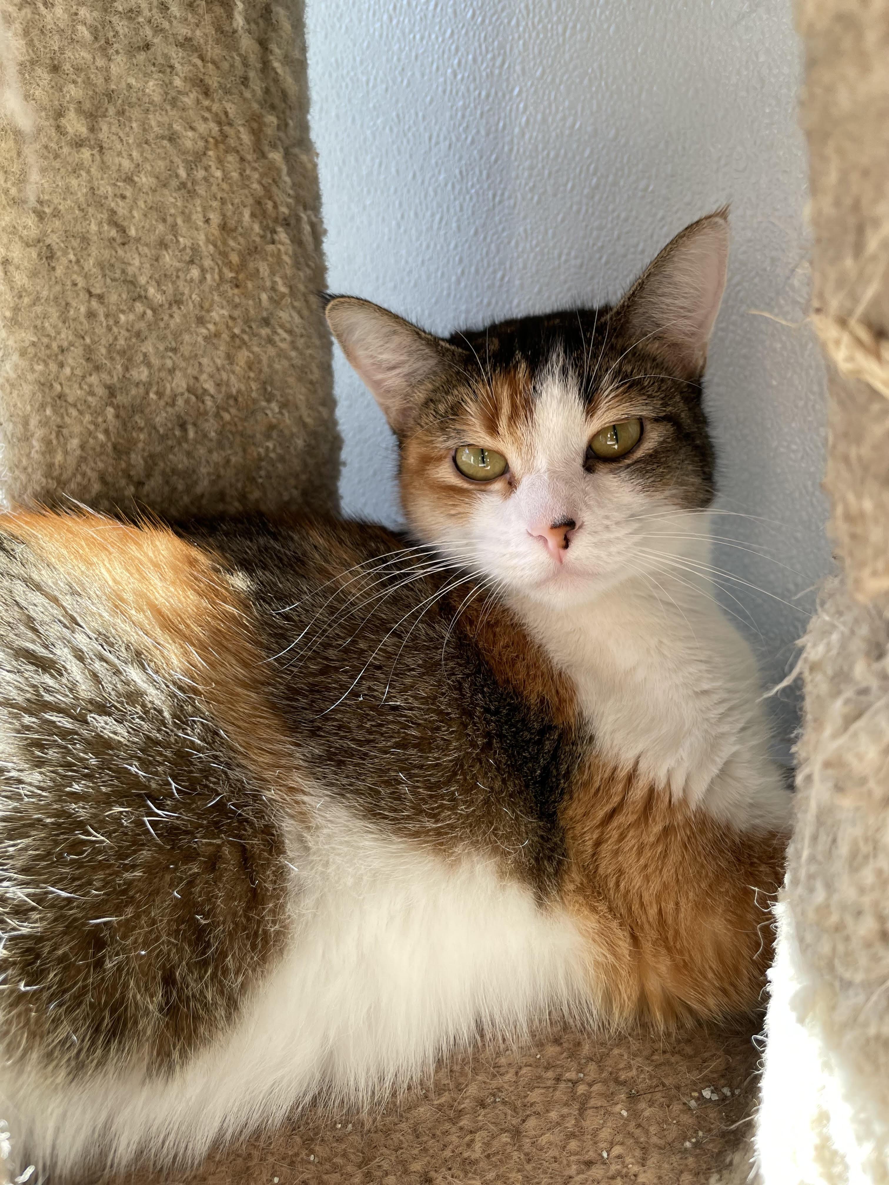 Enlarge Chloe, a Adoptable Domestic Short Hair in Hollister, CA image 3/3