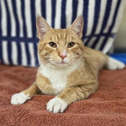 Enlarge Brad, a Adoptable mixed breed in Rochester Hills, MI image 1/3