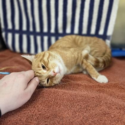 Enlarge Brad, a Adoptable mixed breed in Rochester Hills, MI image 2/3