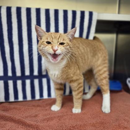 Enlarge Brad, a Adoptable mixed breed in Rochester Hills, MI image 3/3