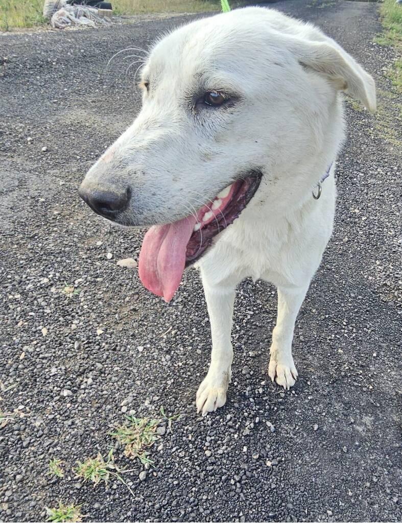 Sammy, Adoptable, Young Male Anatolian Shepherd & Mixed Breed.