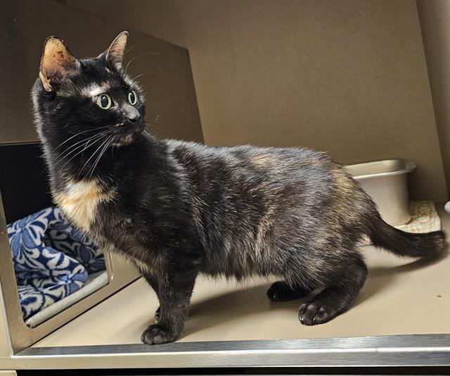 Enlarge MOCHA, a Adoptable Domestic Short Hair in Clyde, NC image 1/1