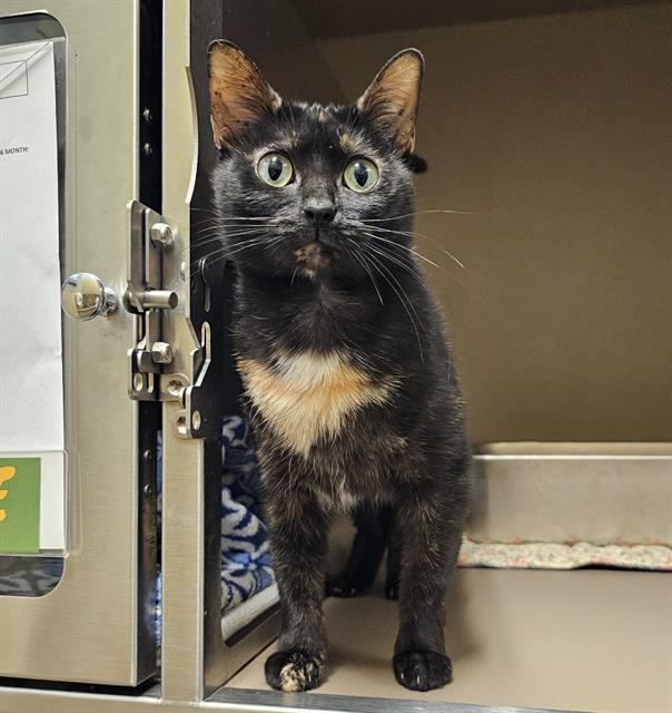MOCHA, Adoptable, Adult Female Domestic Short Hair.