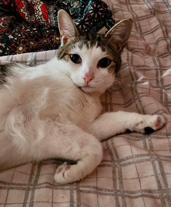 Mittens, Adoptable, Young Female Domestic Short Hair.