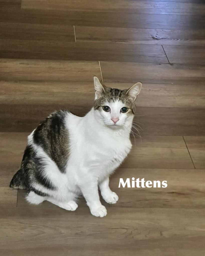 Mittens, a Adoptable mixed breed in Libertyville, IL image 2/6