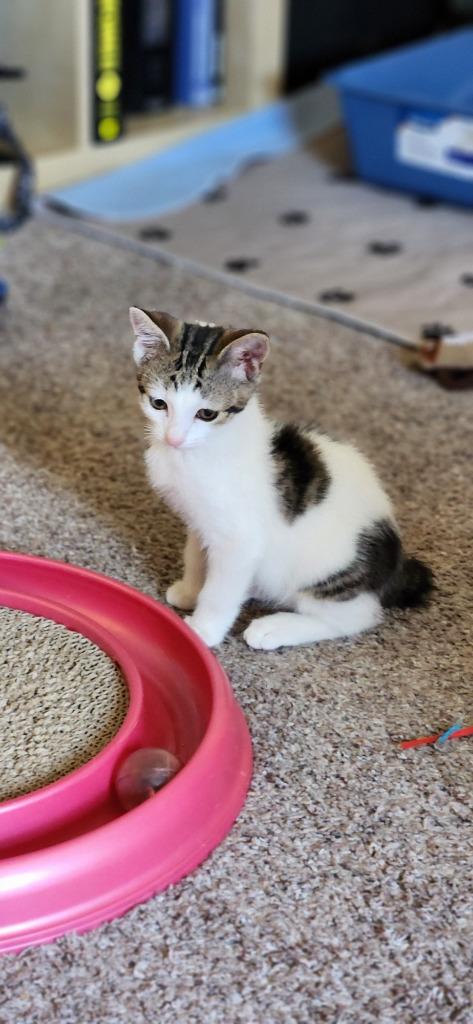 Mittens, a Adoptable mixed breed in Libertyville, IL image 3/6